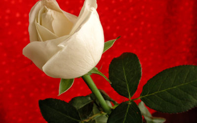 Cas de Crise de dysménorrhée aiguë